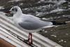 1cy Black-headed Gull in July. (85237 bytes)