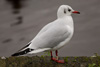 1cy Black-headed Gull in July. (85237 bytes)