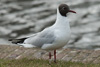 1cy Black-headed Gull in July. (85237 bytes)