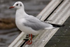 1cy Black-headed Gull in July. (85237 bytes)