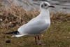 1cy Black-headed Gull in July. (85237 bytes)