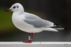 1cy Black-headed Gull in July. (85237 bytes)