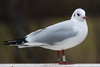 1cy Black-headed Gull in July. (85237 bytes)