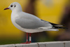 1cy Black-headed Gull in July. (85237 bytes)