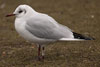 1cy Black-headed Gull in July. (85237 bytes)