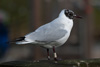 1cy Black-headed Gull in July. (85237 bytes)