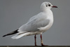 1cy Black-headed Gull in July. (85237 bytes)