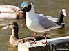 1cy Black-headed Gull in July. (85237 bytes)