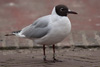 1cy Black-headed Gull in July. (85237 bytes)