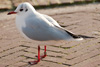 1cy Black-headed Gull in July. (85237 bytes)