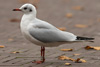 1cy Black-headed Gull in July. (85237 bytes)