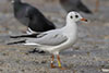 1cy Black-headed Gull in July. (85237 bytes)