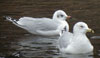 1cy Black-headed Gull in July. (85237 bytes)