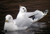 1cy Black-headed Gull in July. (85237 bytes)