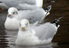 1cy Black-headed Gull in July. (85237 bytes)