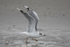 1cy Black-headed Gull in July. (85237 bytes)