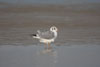 1cy Black-headed Gull in July. (85237 bytes)
