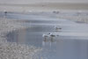 1cy Black-headed Gull in July. (85237 bytes)