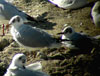 1cy Black-headed Gull in July. (85237 bytes)