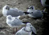 1cy Black-headed Gull in July. (85237 bytes)