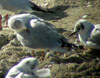 1cy Black-headed Gull in July. (85237 bytes)