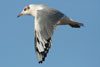 1cy Black-headed Gull in July. (85237 bytes)