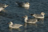 1cy Black-headed Gull in July. (85237 bytes)