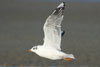 1cy Black-headed Gull in July. (85237 bytes)