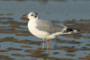 1cy Black-headed Gull in July. (85237 bytes)