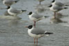 1cy Black-headed Gull in July. (85237 bytes)
