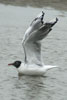 1cy Black-headed Gull in July. (85237 bytes)