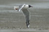 1cy Black-headed Gull in July. (85237 bytes)