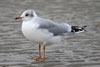 1cy Black-headed Gull in July. (85237 bytes)