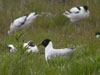 1cy Black-headed Gull in July. (85237 bytes)