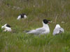 1cy Black-headed Gull in July. (85237 bytes)