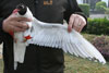 1cy Black-headed Gull in July. (85237 bytes)