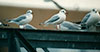 1cy Black-headed Gull in July. (85237 bytes)