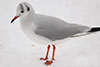 1cy Black-headed Gull in July. (85237 bytes)