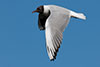 1cy Black-headed Gull in July. (85237 bytes)