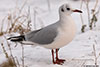 1cy Black-headed Gull in July. (85237 bytes)